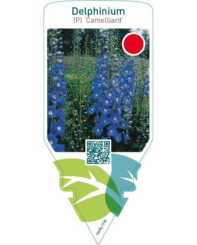 Delphinium (P) ‘Camelliard’