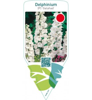 Delphinium (P) ‘Galahad’