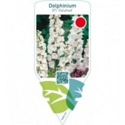 Delphinium (P) ‘Galahad’