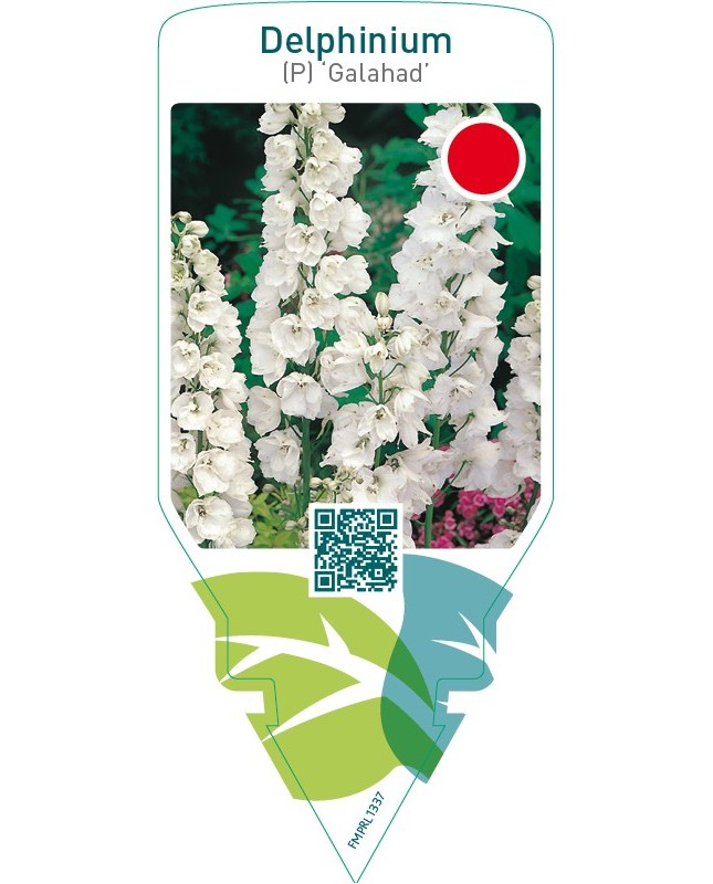 Delphinium (P) ‘Galahad’