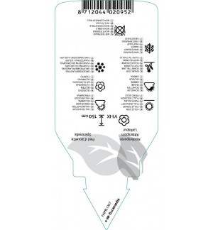 Etichette di dilphinium (P) ‘Galahad’ *