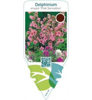 Delphinium ruysii ‘Pink Sensation’