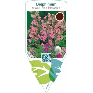 Delphinium ruysii ‘Pink Sensation’