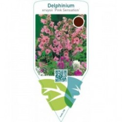 Delphinium ruysii ‘Pink Sensation’