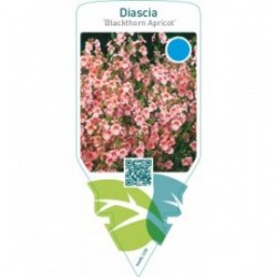 Diascia ‘Blackthorn Apricot’