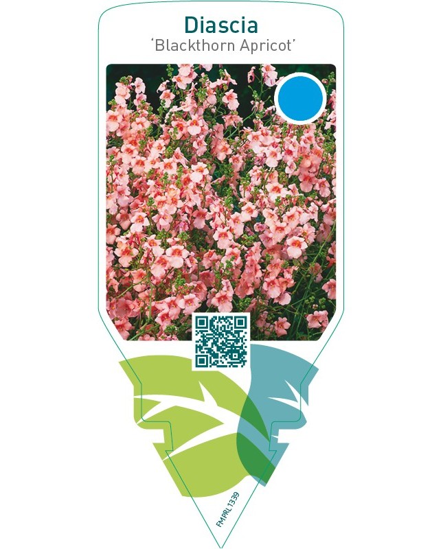 Diascia ‘Blackthorn Apricot’