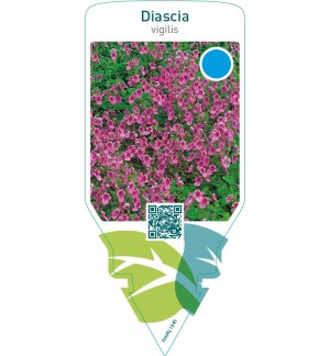 Diascia vigilis