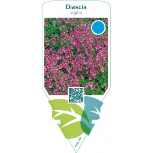 Diascia vigilis