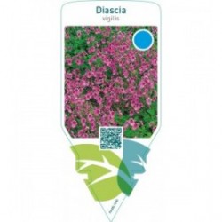 Diascia vigilis