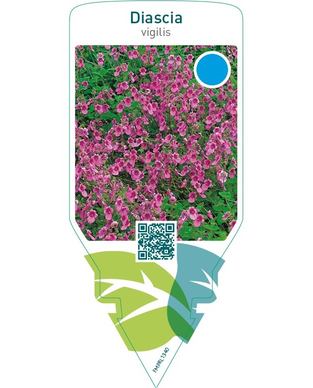 Diascia vigilis