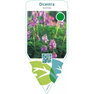 Dicentra eximia