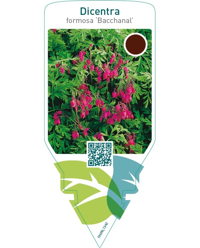 Dicentra formosa ‘Bacchanal’