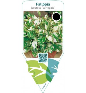 Fallopia japonica ‘Variegata’