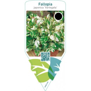 Fallopia japonica ‘Variegata’