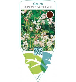 Gaura lindheimeri ‘Corrie’s Gold’