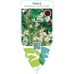 Gaura lindheimeri ‘Corrie’s Gold’