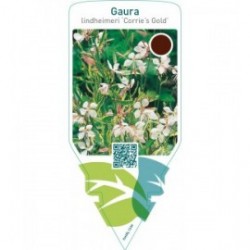 Gaura lindheimeri ‘Corrie’s Gold’