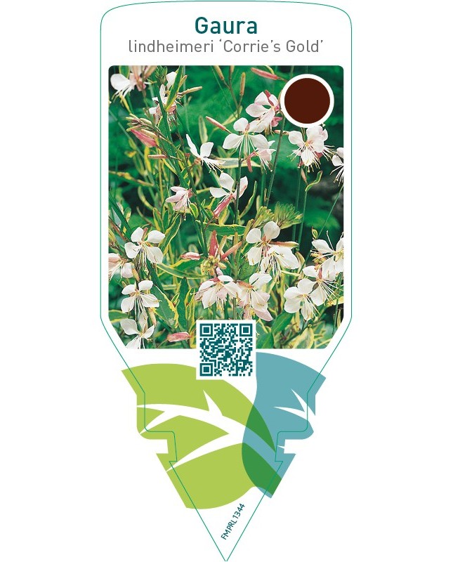 Gaura lindheimeri ‘Corrie’s Gold’