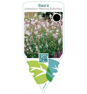 Gaura lindheimeri ‘Whirling Butterflies’