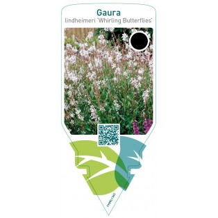 Gaura lindheimeri ‘Whirling Butterflies’