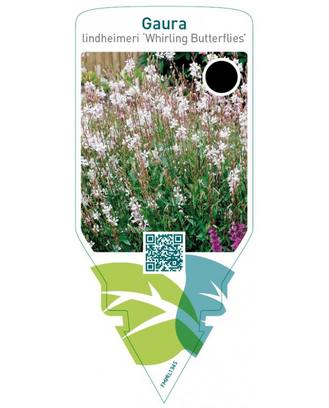 Gaura lindheimeri ‘Whirling Butterflies’