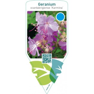 Geranium cantabrigiense ‘Karmina’