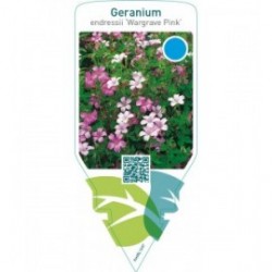 Geranium endressii ‘Wargrave Pink’