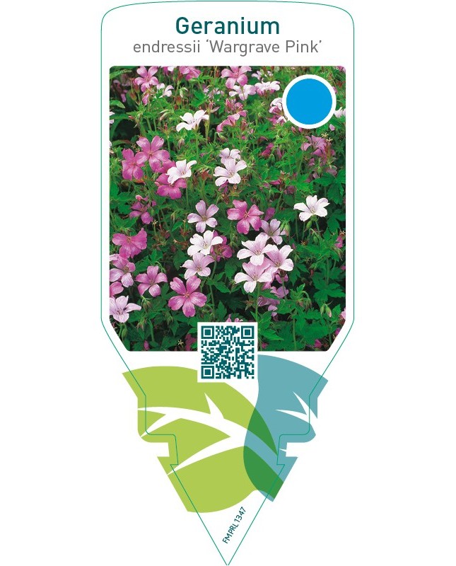 Geranium endressii ‘Wargrave Pink’