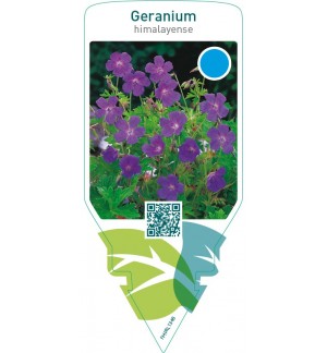Geranium himalayense