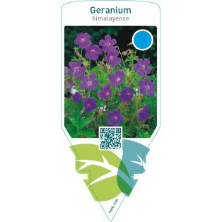 Geranium himalayense