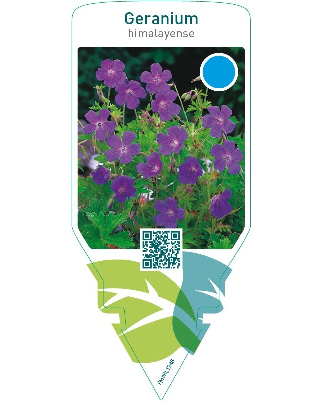 Geranium himalayense