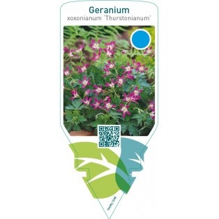 Geranium oxonianum ‘Thurstonianum’