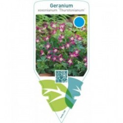 Geranium oxonianum ‘Thurstonianum’