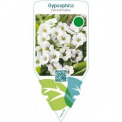 Gypsophila cerastioides