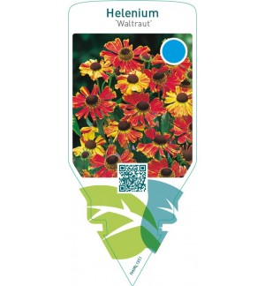 Helenium ‘Waltraut’