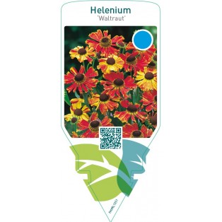 Helenium ‘Waltraut’
