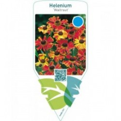 Helenium ‘Waltraut’