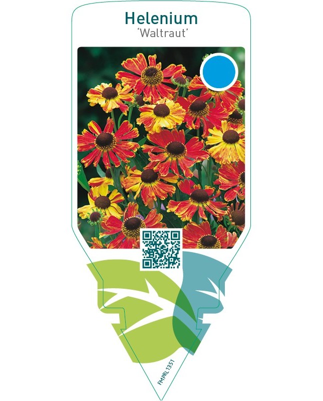 Helenium ‘Waltraut’