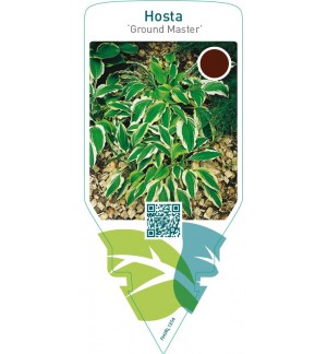Hosta ‘Ground Master’