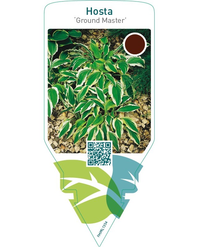 Hosta ‘Ground Master’