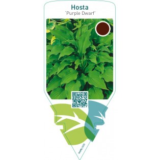 Hosta ‘Purple Dwarf’
