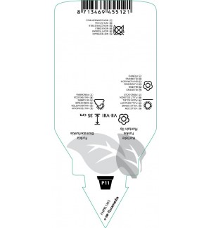 Etichette di Hosta ‘Purple Dwarf’ *