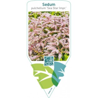 Sedum pulchellum ‘Sea Star’ Impr.