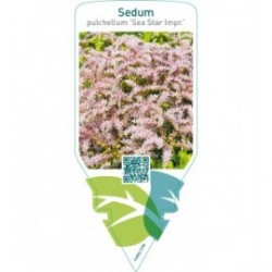Sedum pulchellum ‘Sea Star’ Impr.