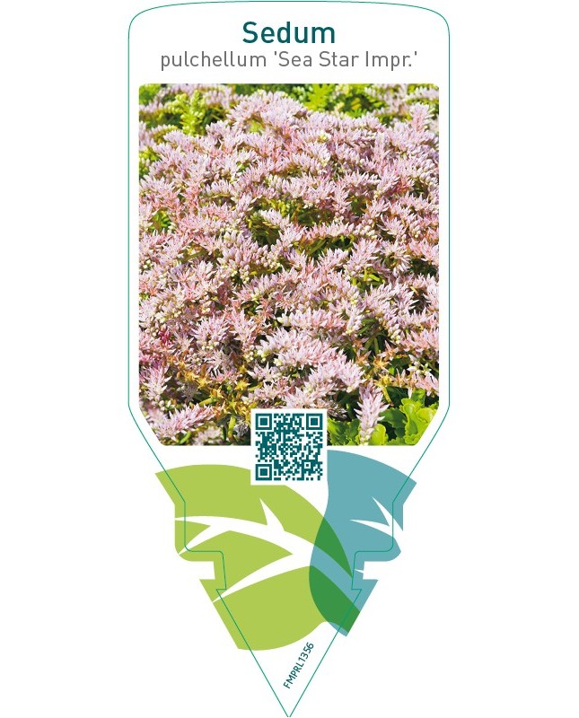 Sedum pulchellum ‘Sea Star’ Impr.