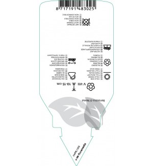 Etichette di Sedum pulchellum ‘Sea Star’ Impr. *