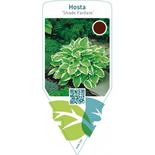Hosta ‘Shade Fanfare’