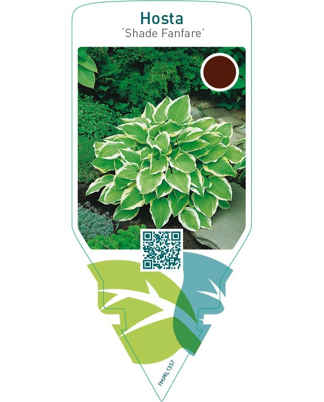 Hosta ‘Shade Fanfare’