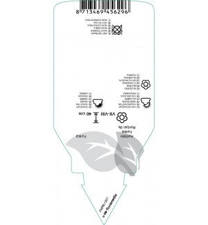 Etichette di Hosta ‘Shadi Fanfare’ *