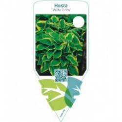 Hosta ‘Wide Brim’